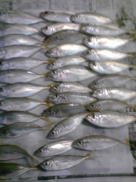 豆アジとワタリガニ