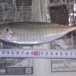 小サバ27匹、小アジ２２センチ