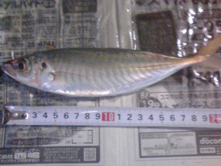 小サバ27匹、小アジ２２センチ