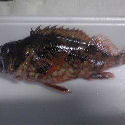 メッキ１２匹ほか