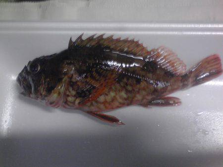 メッキ１２匹ほか