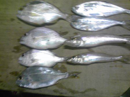 水潮で豆アジ0、ボラ２匹等