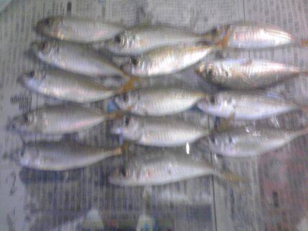 グレ3枚、アイゴ2枚、豆アジ14匹