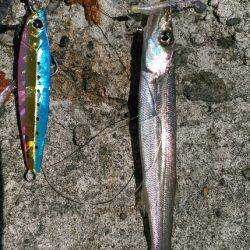 ショアジギング（小魚編）