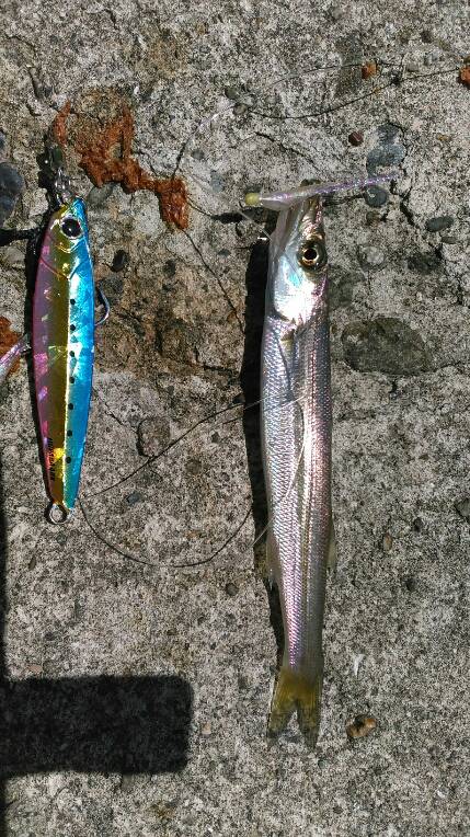 ショアジギング（小魚編）