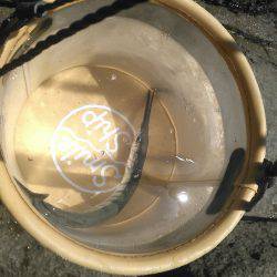 初めてのダツ科