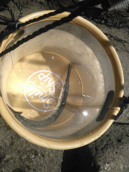 初めてのダツ科