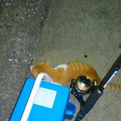 ライトエギング