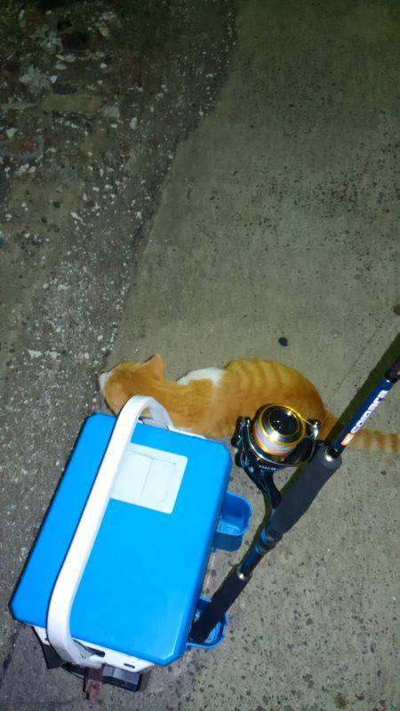 ライトエギング