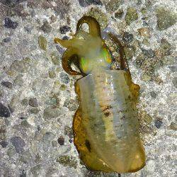 ライトエギング