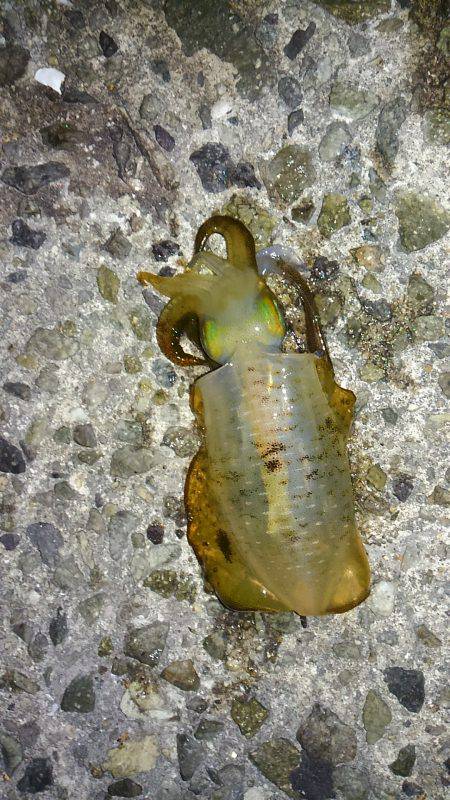 ライトエギング