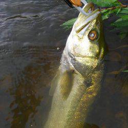 リバーシーバス