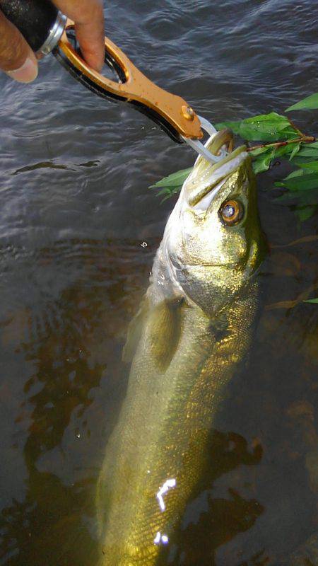 リバーシーバス