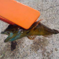 ファミリーフィッシング！