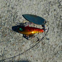 淡路島、明石方面で青物釣果が上がっていたので行って見たのですが?