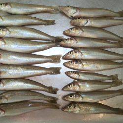 子供とキス釣り