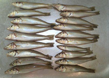 子供とキス釣り