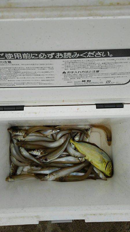 投げ釣りシロギス