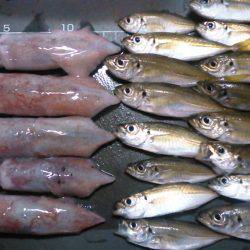 今季、初ケンサキ