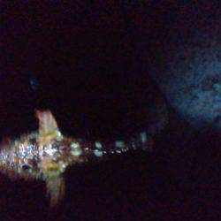 リベンジ…ならず