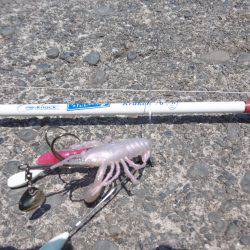 気合入れてナイトオクトパッシング？