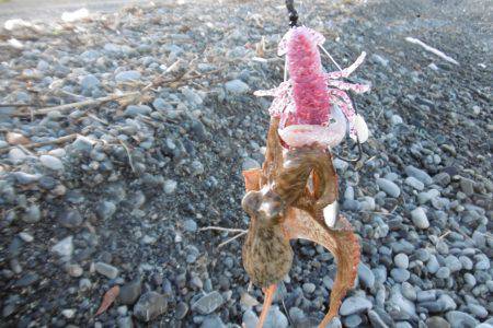 サーフオクトパッシング