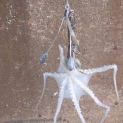 新子シーズン開幕(笑)