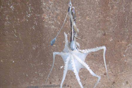 新子シーズン開幕(笑)