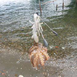 スナダコ多いです！