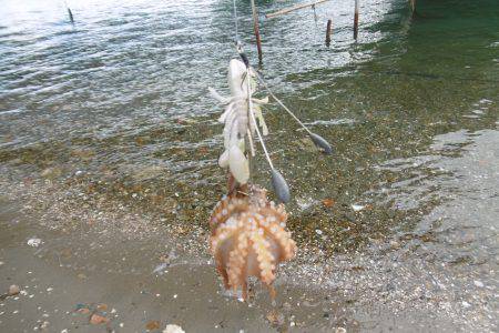 スナダコ多いです！