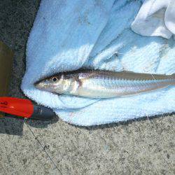 志筑バス停前でキス狙い