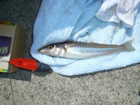 志筑バス停前でキス狙い