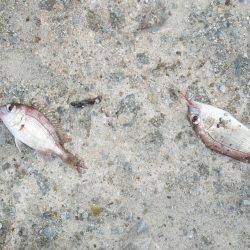 今回も夜釣りからキス狙い