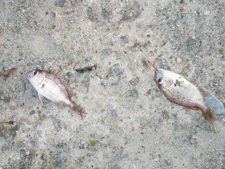 今回も夜釣りからキス狙い