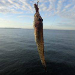 今日はキス狙い。