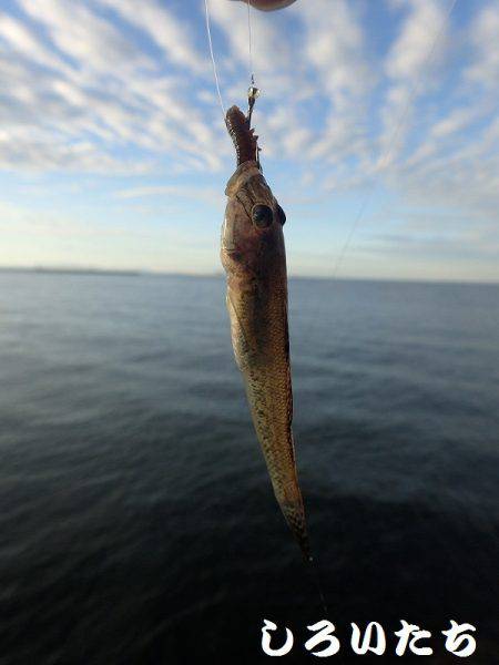 今日はキス狙い。