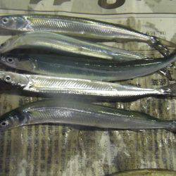 小アジ　サヨリ等