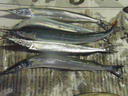 小アジ　サヨリ等