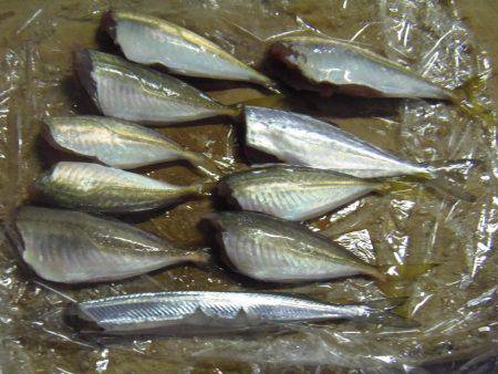 グレ、アイゴ、豆アジ他
