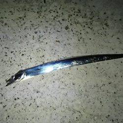 淡路島タチウオ釣行