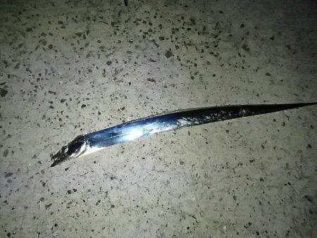 淡路島タチウオ釣行