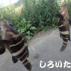 アコウ、キス、チャリコ、アジ、シオ、グレなどなど良く釣れました。