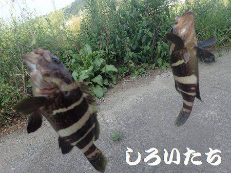 アコウ、キス、チャリコ、アジ、シオ、グレなどなど良く釣れました。