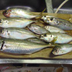 小サババカ釣り