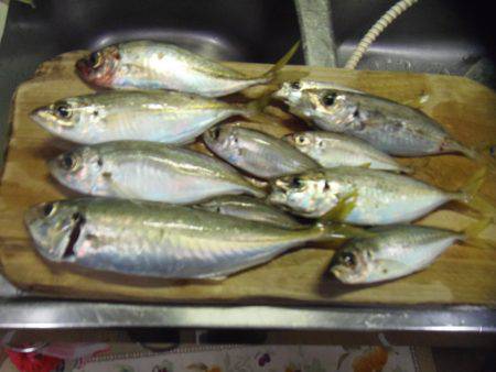 小サババカ釣り