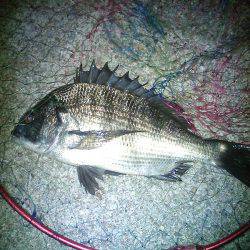 良型クロダイ4枚&メジナ30cm!!