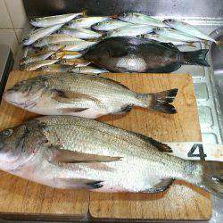 クロダイ45cm&メジナ30cm弱!!