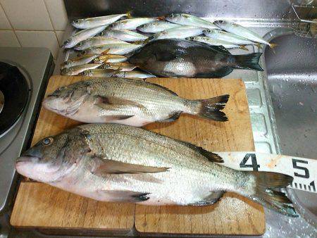 クロダイ45cm＆メジナ30cm弱！！