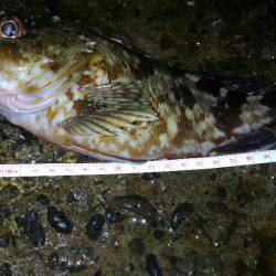 ガシラポンポン