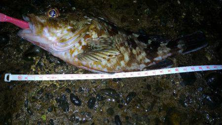 ガシラポンポン